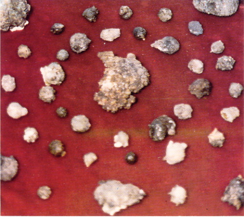 �ŤƦѩM�|�l������M�� - �Ӥ����EIn Memory of the Venerable Master Hsuan Huan - Photographs