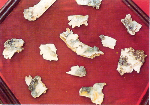 宣化老和尚追思纪念专集 - 照片选辑．In Memory of the Venerable Master Hsuan Huan - Photographs