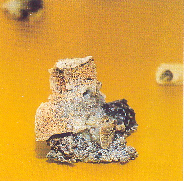 宣化老和尚追思纪念专集 - 照片选辑．In Memory of the Venerable Master Hsuan Huan - Photographs