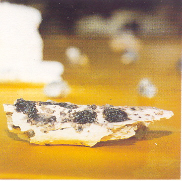 宣化老和尚追思纪念专集 - 照片选辑．In Memory of the Venerable Master Hsuan Huan - Photographs